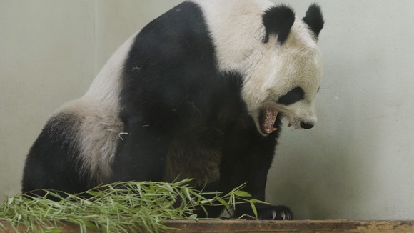 Zoo keepers are watching Tian Tian 24/7.