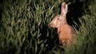 Police crack down on hare coursing in Suffolk.