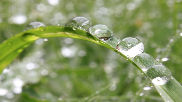 Paul Blackwell's rain-soaked garden in Loughborough