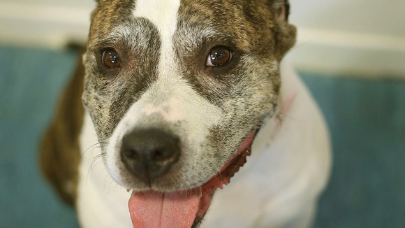 Vera the Staffie at Battersea Dogs and Cats Home