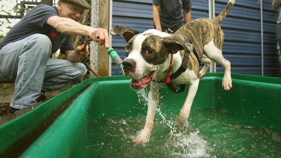 Didi an American Bulldog at Battersea Dogs & Cats Home