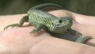 Sand lizard