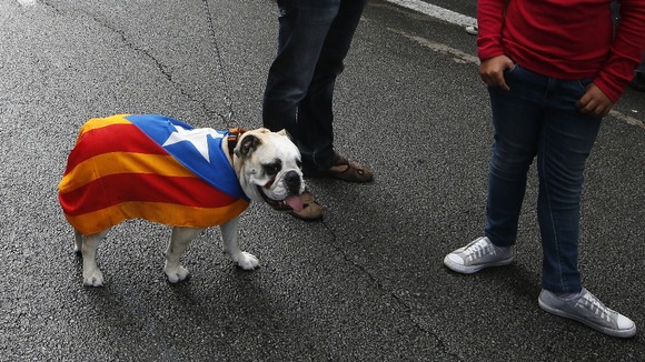 A dog is draped in the banner of Catalan independence