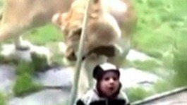 A lioness at a zoo in Portland, Oregon, attempts to eat a toddler