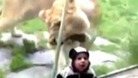 A lioness at a zoo in Portland, Oregon, attempts to eat a toddler