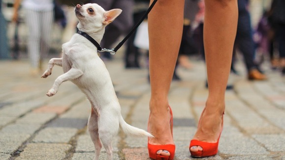 Tallulah the chihuahua
