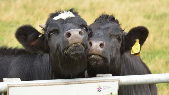 cows cheek to cheek in field