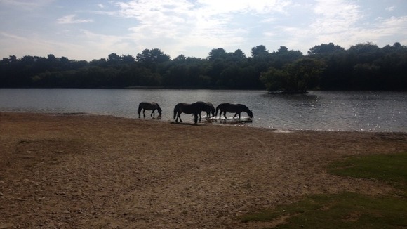 Horses drinking from lake in Sutton Park.