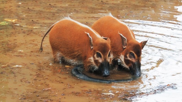 Hogs