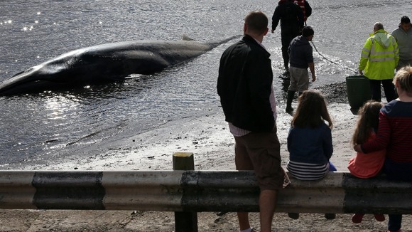Locals watch the rare Sei whale on a small beach in Waterfoot that an expert said died from suffocation.