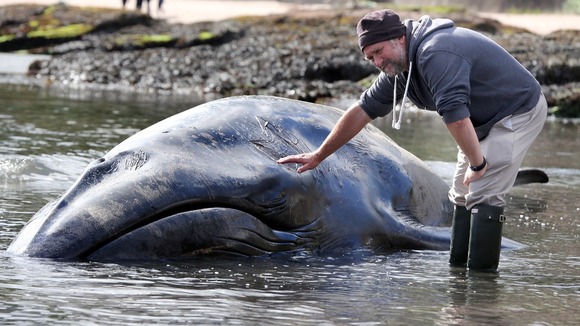 Ian Enlander, from the Irish Whale and Dolphin organisation checks the rare Sei whale.