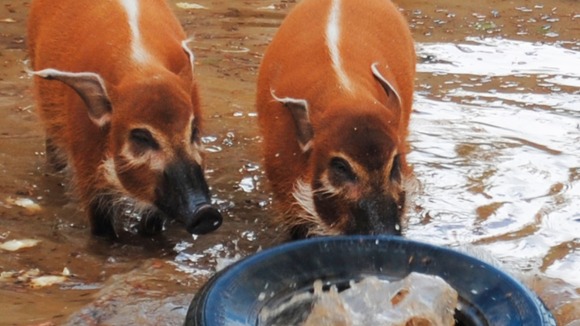 Hogs