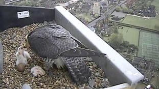 Falcons