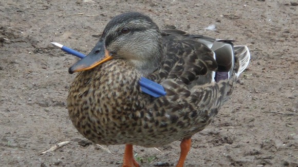 The duck continues to fly around with the large blue arrow shot through its neck.