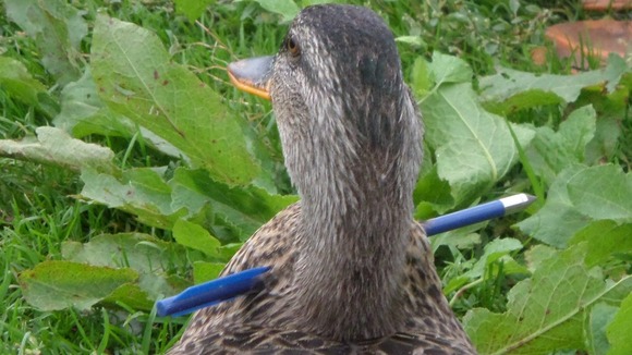 The crossbow bolt seems to have passed through the flesh and missed the oesophagus, vets say.