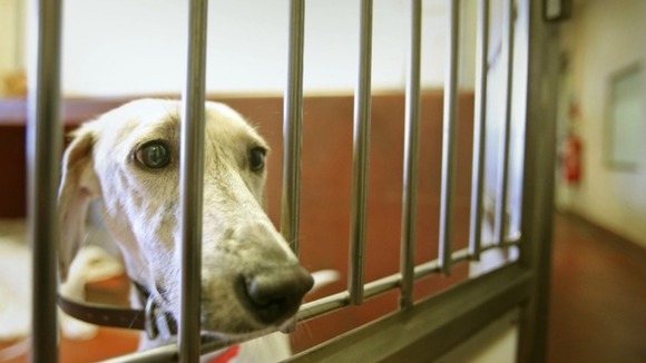 Today's figures have been released by the Dogs Trust annual stray dog survey