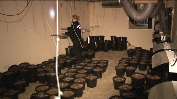 Cannabis factory
