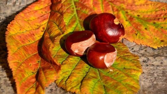 fallen conkers