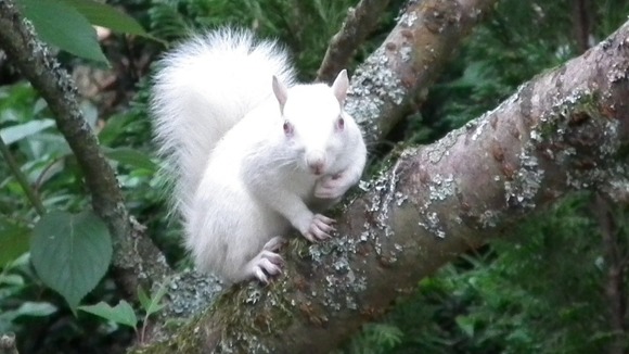 The rare albino squirrel resting in a tree