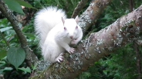 The rare albino squirrel resting in a tree