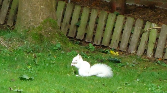 The albino squirrel has reportedly befirended a mouse and a magpie in Glen's garden