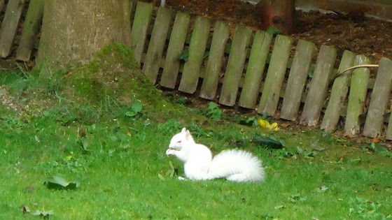 The albino squirrel has reportedly befirended a mouse and a magpie in Glen's garden