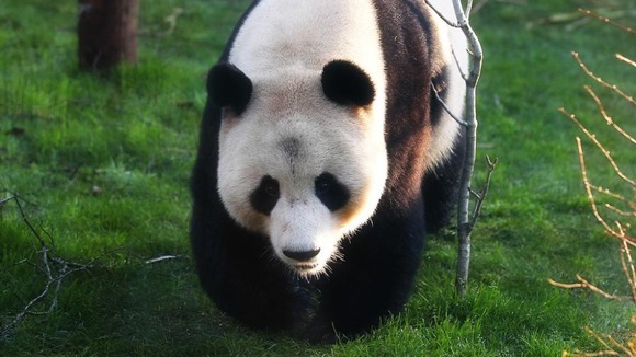 Tian Tian in her enclosure in Edinburgh Zoo