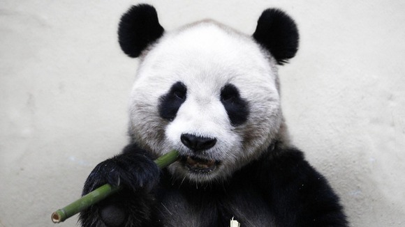 Male panda Yang Guang is also being kept from public display