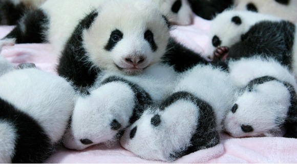 Some of the new arrivals