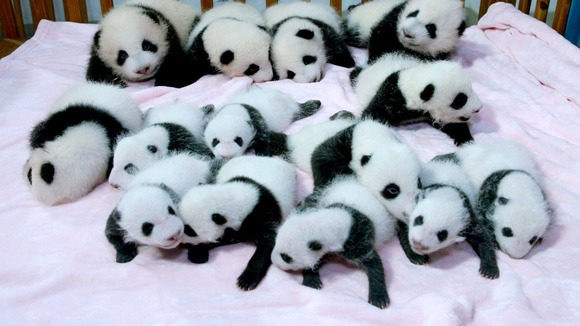 The 14 panda cubs settling in to their new surroundings