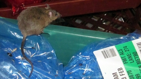 The oversized animal was just one of scores of creatures found scurrying around
