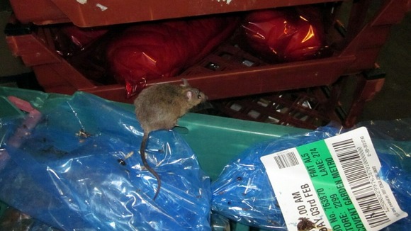 The mouse was found at the Tesco store in Bedford Street, Covent Garnden