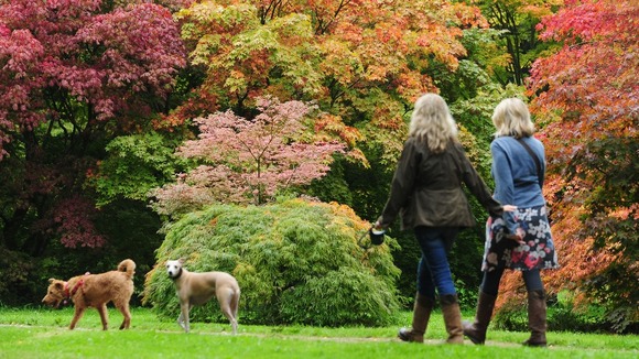 Dogwalkers admire the emerging Autumn colours at the Westonbirt National Arboretum near Tetbury, Gloucestershire.