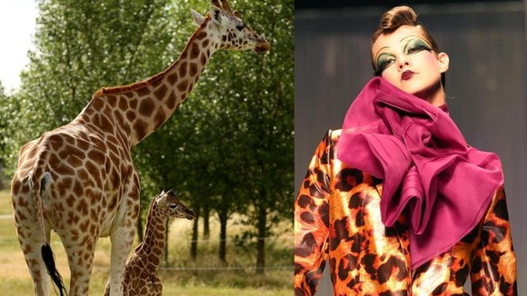 Giraffes and giraffe print outfit