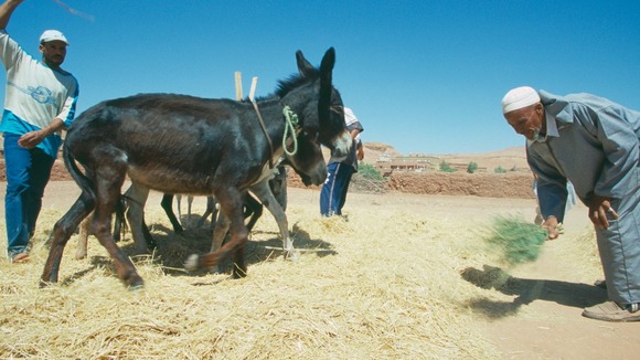 Donkey
