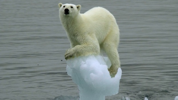 A polar bear on a tiny iceberg east of Edge Island.