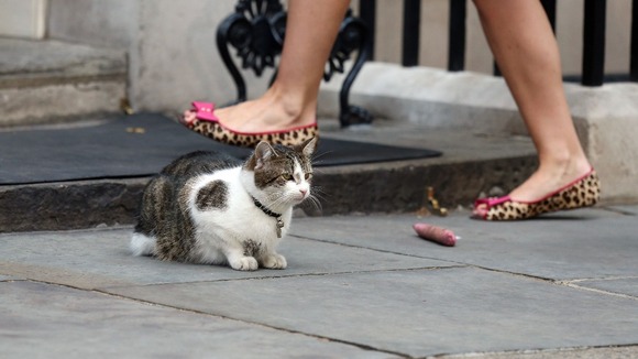 Larry the Downing Street cat sits by a toy outside 10 Downing Street.