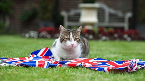 Larry the Downing Street sits with British bunting to celebrate the Queen's Diamond Jubilee.