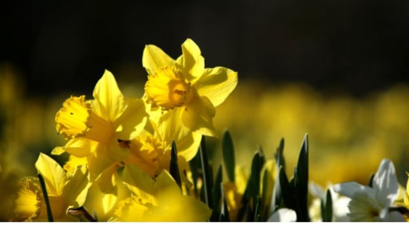 Sunny spells across the West Midlands today