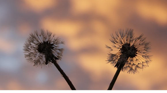 dandelion clocks at sunrise