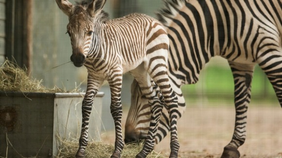 zebra