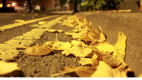 Autumn leaves in the road