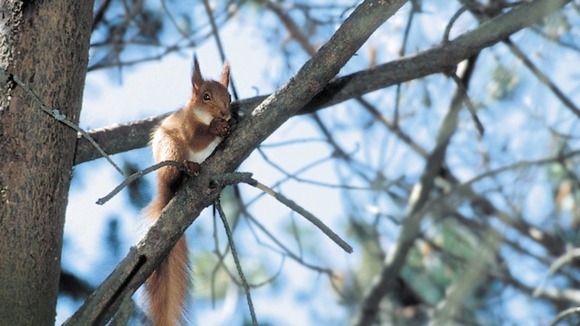 red squirrel in a tree