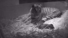 Tiger cub