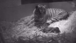 Tiger cub