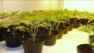 Cannabis plants seized by police