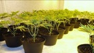 Cannabis plants seized by police