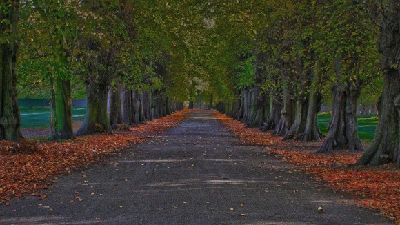 autumn trees and grove inbetween