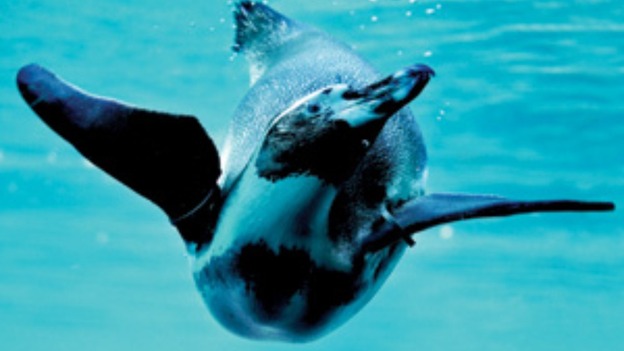 Penguin swimming