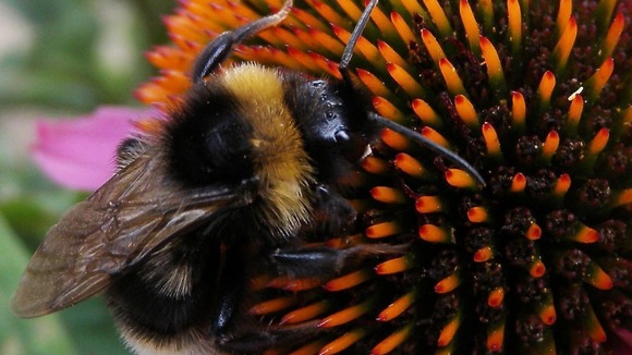 Bee collecting nectar from a flower